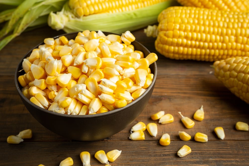 harga jagung